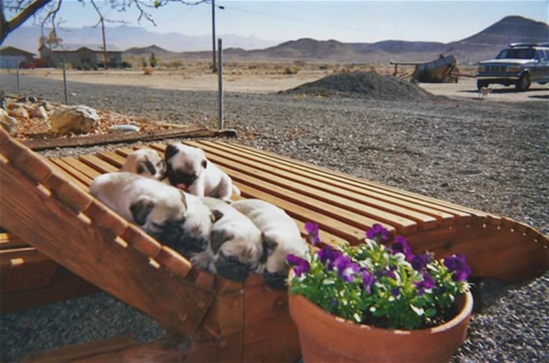 Double Penny Wooden Sun Lounger Size (Pug Puppies not included). By Rory Ann Flood of Kingman, AZ.